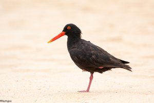 African Black Oystercatcher