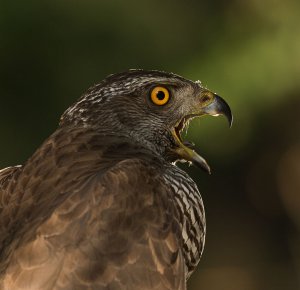 Backlit_Goshawk-1