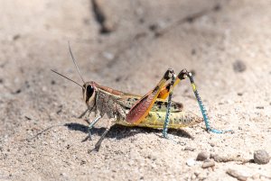 Elegant Grasshopper ???