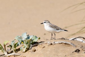 White fronted Plover