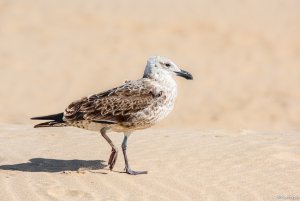 Kelp Gull - youngster