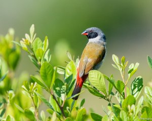 Swee Waxbill - male