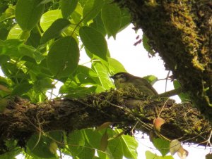 Negros Striped-Babbler