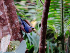 Sulphur-billed Nuthatch