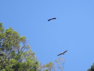 Walden's Hornbill and Pinsker's Hawk-Eagle