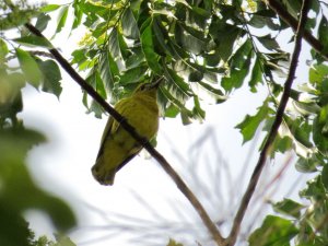 White-lored Oriole