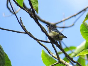 Pygmy Flowerpecker