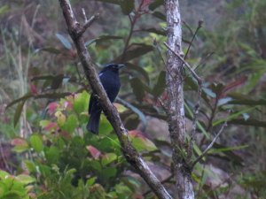 Philippine Fairy-Bluebird