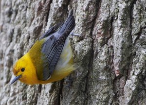 prothonotary warbler