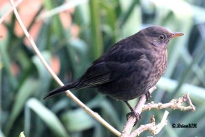 Blackie in Bush