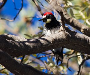 Acorn Woodpecker