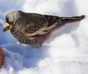 Black Rosy-Finch