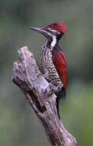 Red-backed Flameback