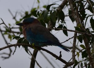 Indian Roller at Yala National Park, Sri Lanka