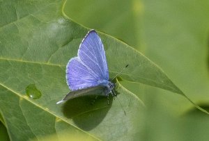 Holly Blue (male)
