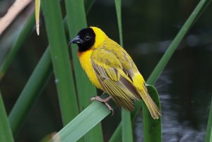 Black-headed Weaver