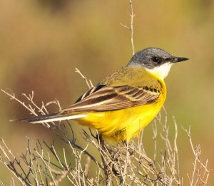 Yellow wagtail sub species cinereocapilla