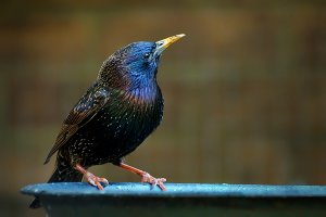 Starling - male