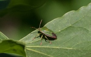 Green Shield Bug