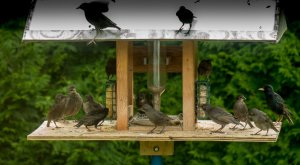 Starling broods sharing the feeder