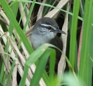 Canebrake Wren