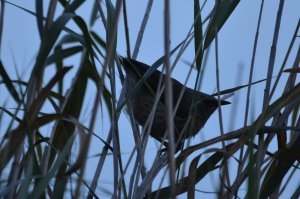 Hartlaub's Babbler on the Kunene River