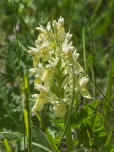 Elder-flowered Orchid