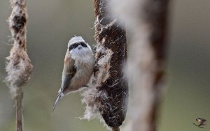 Penduline Tit