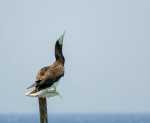 Brown Booby, Red Sea