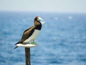 Brown Booby, Red Sea Reef