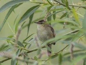 Sedge Warbler in the Willows