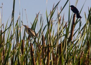 Least Bittern with Red-winged Blackbird