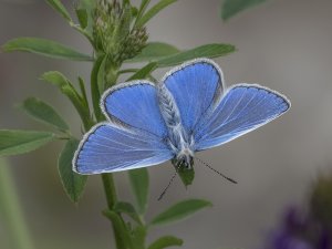 Common Blue Butterfly Male