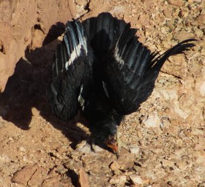 California Condor