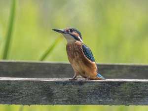 Kingfisher