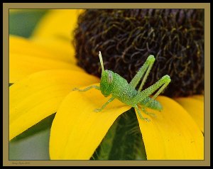 Bright Green Grasshopper Nymph