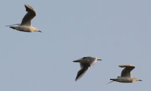 slender-billed gulls