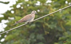 Turtle Dove juvenile