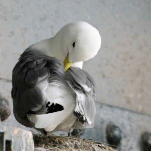 Kittiwake