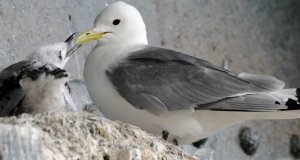 Kittiwakes