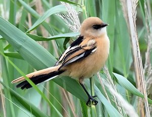 Juvenile Bearded Tit