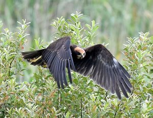 Juvenile Marsh Harrier