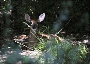 Texas White-tailed Deer (fawn)