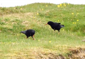 Three Lifers - Chough