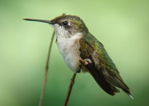Ruby-throated hummingbird. Juvenile male