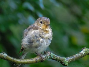 Red-breasted Flycatcher