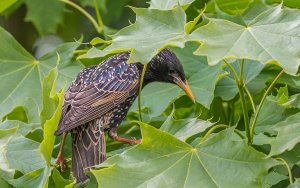 Common (European) Starling
