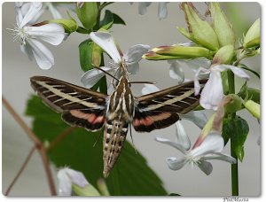 White-lined Sphinx