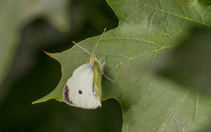 Large White