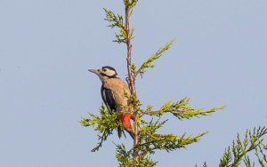 Great Spotted Woodpecker